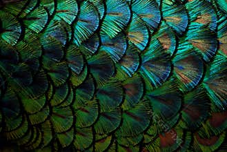 Peacock feathers in macro