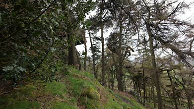 Pine woodland at The Roaches in the Peak District National Park
