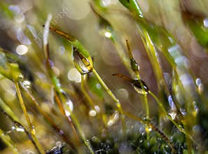 Tortula muralis, in dew. The photo was taken on 11.03. during an afternoon walk in Szirák.