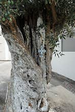 A painted decorative cross hangs on the trunk of an Olea europaea tree with fruits in August in Lardos. Rhodes Island, Greece