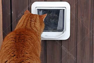 The cat flap