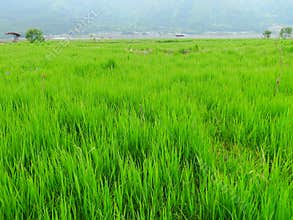 Crops in farmland