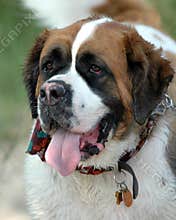 St. Bernard