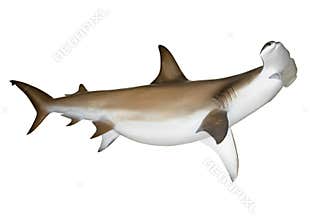 Hammerhead shark