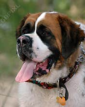 St. Bernard