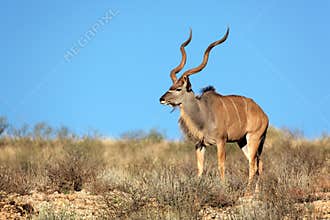 Kudu antelope