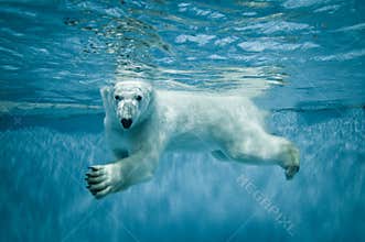 Polar bear