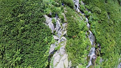 Mountain brook among plants at summer sunny day.