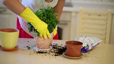 Young curly woman transplants flowers in pots in