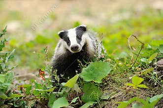 Badger