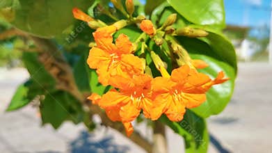 Ziricote Cordia Dodecandra flowering tree with orange flowers in Mexico