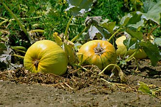 pumpkin plantation on the floor