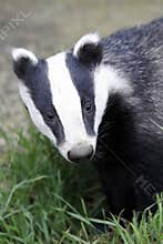 Badger, Meles meles
