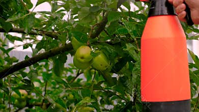 A farmer processes apples and pears in the orchard. Selective focus.