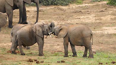 Two young African elephants play fighting, Addo Elephant National Park, South Africa