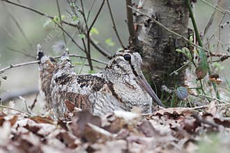 Woodcock, Scolopax rusticola