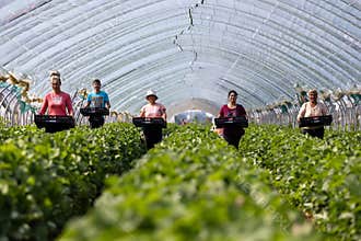 Picking organic strawberries at the farm
