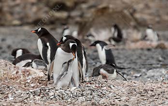 Penguins and fluffy chicks in summer season in Antarctica.