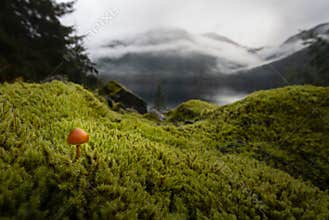 A tiny mushroom sprouts among the misty mountains in British Columbia.