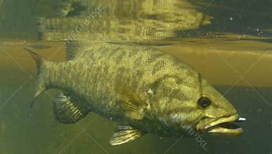 Smallmouth bass fish