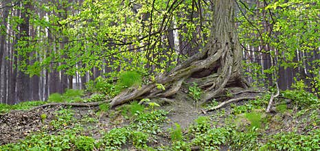 Old tree reviving in spring time