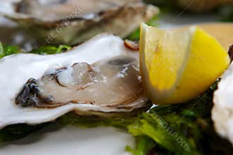 Oysters