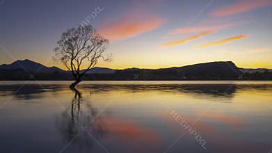 A lonely tree under the morning glow