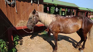 Attached horse of chestnut color at a feeding