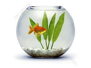 Goldfish bowl