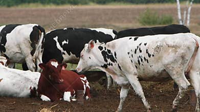 Blackandwhite cows in a rustic farmyard, surrounded by green fields and wooden fences
