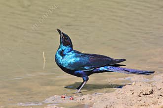 Black-Eared Starling - Blue and Purple Shine from Africa