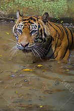 Sumatran tiger is cooling its body temperature in the water