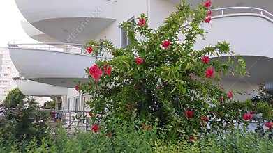 Red flowers on bush of hibiscus tea near balconies