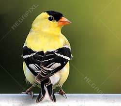 Bird - American Goldfinch