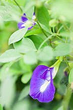 Butterfly pea flower