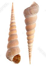 Tower shells, isolated