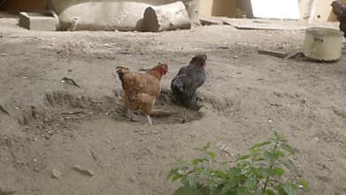 One hen chases another out of a hollow in the ground to take a dust bath.