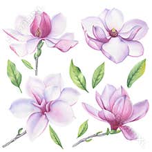 Watercolor set of magnolia flower. A blooming flowers