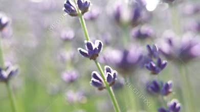 A bunch of purple flowers with a blurry background