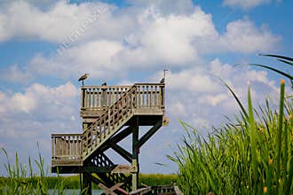 Observation Birding Tower