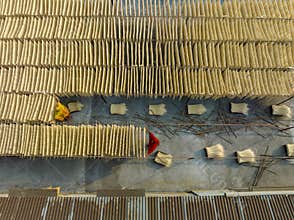 Women drying vermicelli