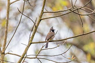 White-cheeked bulbul (Pycnonotus leucogenys) bird on the branch on the tree at Latpanchar village