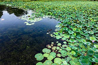 The scenery of China\'s Changchun Jingyuetan National Forest Park with blooming lotus