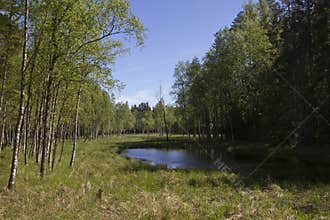 A pond in the forest among the birches