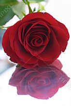 Red rose 8 (reflection)
