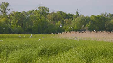 Many river gulls hunt fish in lakes, rivers, and canals.