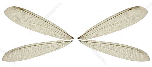 Dragon Fly Wings