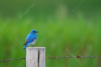 Mountain Bluebird (Sialia currucoides)