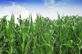 Green corn field