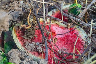 Black ants eat the remains of red watermelon pulp from peel lying on ground among branches of dry grass. Ways of interaction
